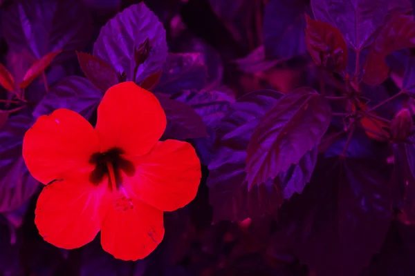 Червона Квітка Фіолетове Листя Крупний План Мистецький Модний Фон Мистецтво — стокове фото