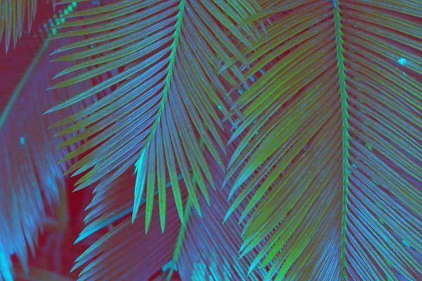 叶子棕榈树 自然背景 — 图库照片