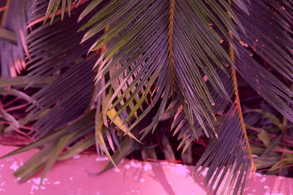 Palmera Hojas Fondo Naturaleza —  Fotos de Stock