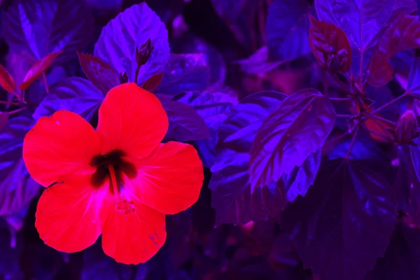 Flor Vermelha Folhas Violetas Fecha Fundo Arte Fundo Moda Cores — Fotografia de Stock