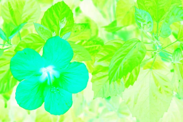 Turquoise flower and salad leaves. close up. art fashionable background. Creative colours art