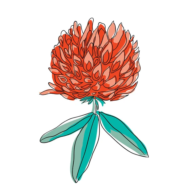 Όμορφο Ανθισμένο Τριφύλλι Λουλουδιών Minimal Στυλ Εικονογράφηση Διανύσματος — Διανυσματικό Αρχείο