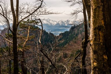 Karlı dramatik Tatry Dağları, baharda Pieniny Dağları 'ndaki orman boyunca, Malopolska, Polonya 