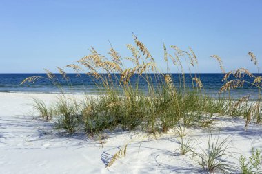 Yaz aylarında olgun deniz yulaf ile güzel Pensacola, Florida plaj