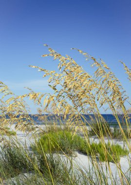 CLoseup of ripe golden sea oats blowing in the summer breeze against a backdrop of white beach and Gulf of Mexico clipart