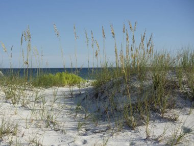 Renkli Meksika Körfezi bakan kumulları Kuzeybatı Florida'da deniz yulaf olgunlaşmak.