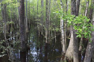 Karasu Nehri Kuzeybatı Florida'da yeni yeşil büyüme ile sığ alanda büyüyen selvi.