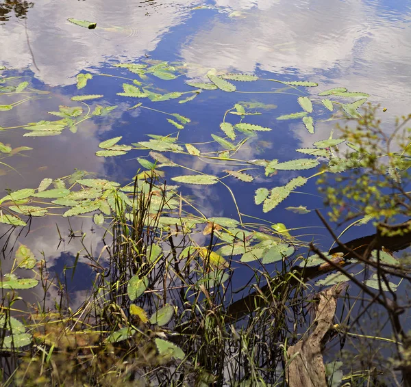 Water Plants Floating Colorful Reflections Blackwater River Florida One