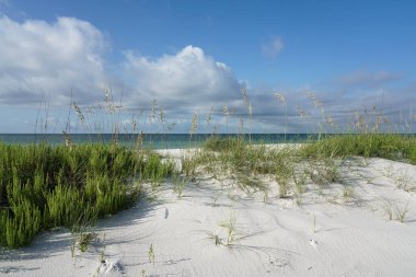 Pensacola Florida Plajı sabahı, taze detaylar, olgun deniz yulafları, Körfez Adaları Ulusal Denizi 'ndeki el değmemiş manzara..