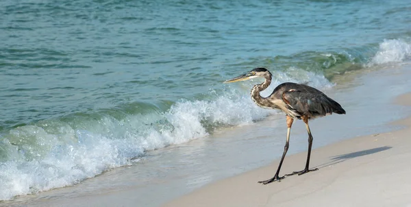 Притулок Мокрого Великого Блакитного Герона Пляжі Пенсакола Флорида — стокове фото