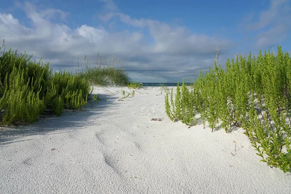 自然のままの砂丘や植物を通って日当たりの良い湾岸のビーチへのパスを招待 — ストック写真