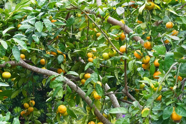 Vista Vicino Tra Rami Satsuma Pesantemente Caricato Mandarino Orange Citrus — Foto Stock