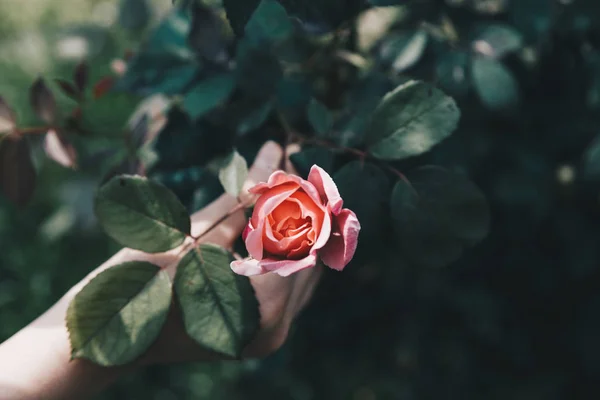 Weibliche Hand Hält Rose Rosa Blüten Über Einer Baumwurzel Hoffnungskonzept — Stockfoto