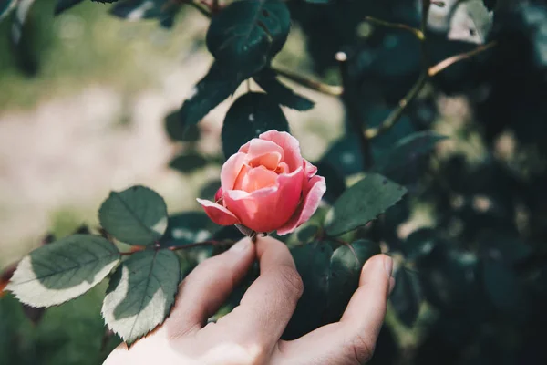 Hand Haltende Blume Rosa Rose Einem Sonnigen Tag Emotionales Konzept — Stockfoto