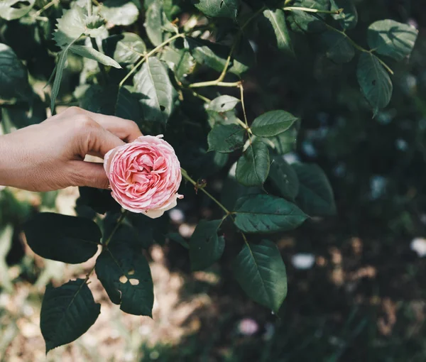 Weibliche Hand Hält Rose Rosa Blüten Über Einer Baumwurzel Hoffnungskonzept — Stockfoto