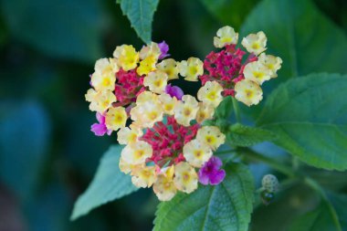 Lantana Camara, ayrıca büyük adaçayı (Malezya), vahşi-adaçayı, kırmızı-adaçayı, beyaz-adaçayı-tropikal çiçek olarak bilinen.