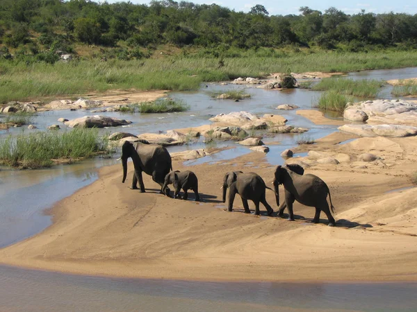 Famille Éléphants Traversant Rivière Afrique Concept Migration — Photo