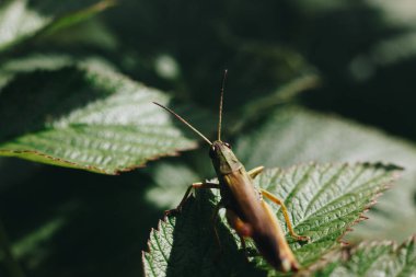 Çekirge yeşil arka plan bulanık üzerinde - makro fotoğrafçılık sinek