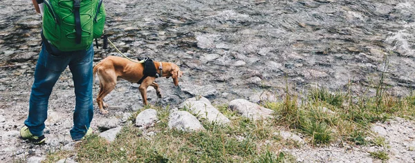 training dog in the river to search and rescue peoples