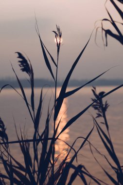 Çimen çiçekler güneş yansıması göle ile backligh içinde batımında yumuşak resmi