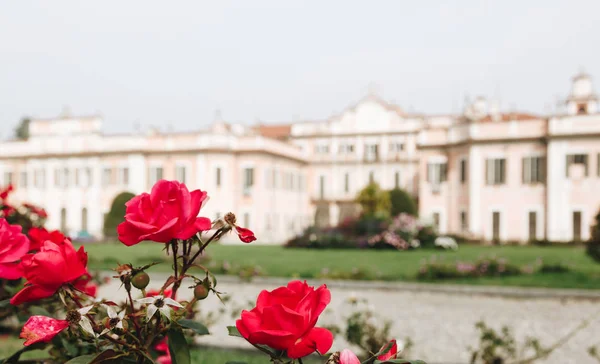 Varese Oct 2018 Itália Flores Contra Palácio Estense Palazzo Estense — Fotografia de Stock