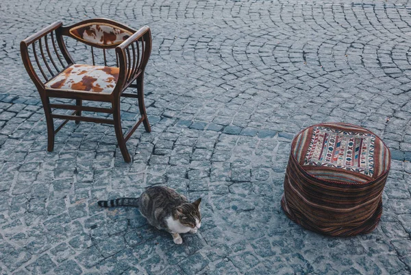 Gato Descansando Calle Alfombra Colorida Sillas Decoradas Ciudad Estambul Pavo — Foto de Stock