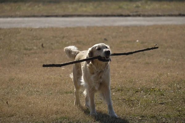 Perro labrador retriever jugando o mordiendo un palo en un día soleado en el parque . — Foto de Stock