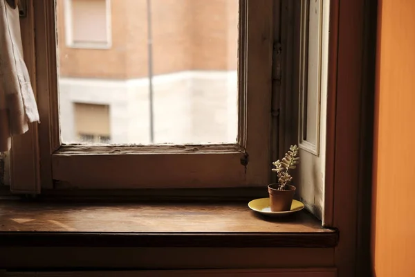 Küçük evin eski vintage penceresinde yakınındaki küçük bir vazoda bitki - kavram umut
