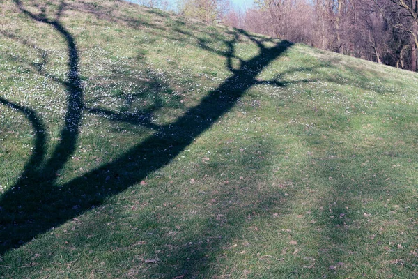 Γκρο πλαν δέντρο με σκιά και πράσινο γρασίδι στο πάρκο μια ηλιόλουστη μέρα - έννοια και αλληγορία φύση ψυχολογία. — Φωτογραφία Αρχείου