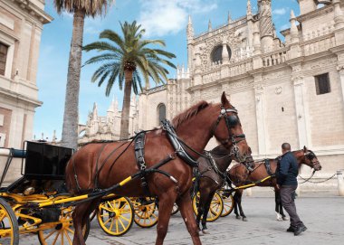 Seville, Endülüs, İspanya'da güneşli ve bulutlu bir günde Saint Mary Katedrali'nde atlar.