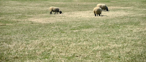 Animalele de oaie răsfoiesc iarba - Oaia de stâncă tiroleană . — Fotografie, imagine de stoc