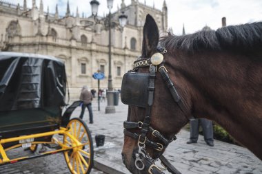 Seville, Endülüs, İspanya'da güneşli ve bulutlu bir günde Saint Mary Katedrali'nde atlar.