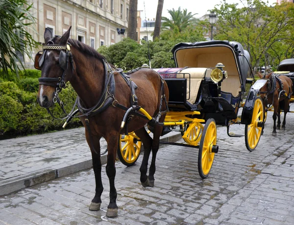 Seville, Endülüs, İspanya'da güneşli ve bulutlu bir günde Saint Mary Katedrali'nde atlar.