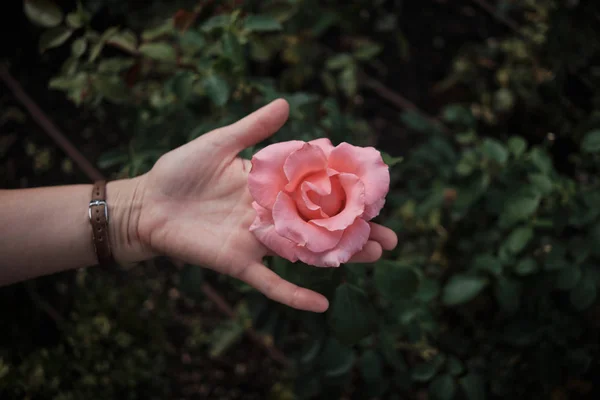 Blick von oben auf die Hand einer Frau oder eines Mädchens, die eine rosa Rose mit grünem Hintergrund hält. — Stockfoto