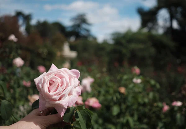 Die Hand einer Frau oder eines Mädchens hält eine rosa Rose mit grün-blauem Himmel. — Stockfoto