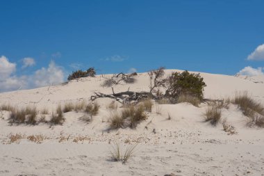 Mavi gökyüzünün altında kuru çimenler ve doğal çöl manzarasında bulutlar olan manzaralı kumullar.