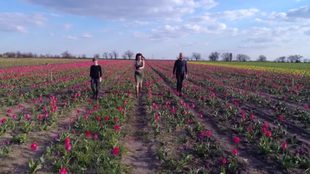 Vista aerea di famiglia felice che cammina verso macchina fotografica in campo di tulipani in fiore su sfondo di cielo azzurro chiaro — Video Stock