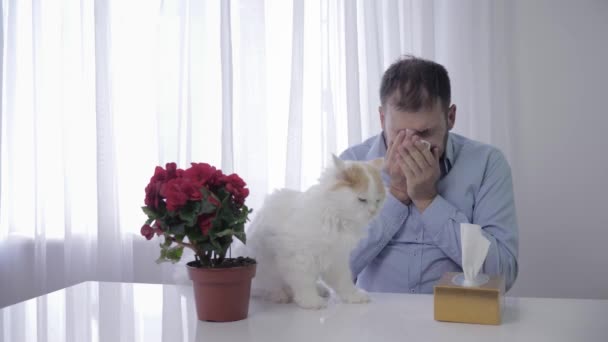 Allergic on pets, unhealthy man constantly sneezes and wipes with handkerchief due to causative agent of respiratory disease — Stock Video