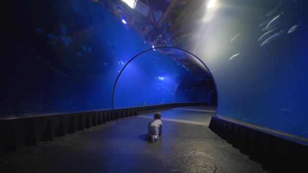 Baby verkenningen in aquarium tunnel en horloge onderzeese wereld in Zoo — Stockvideo