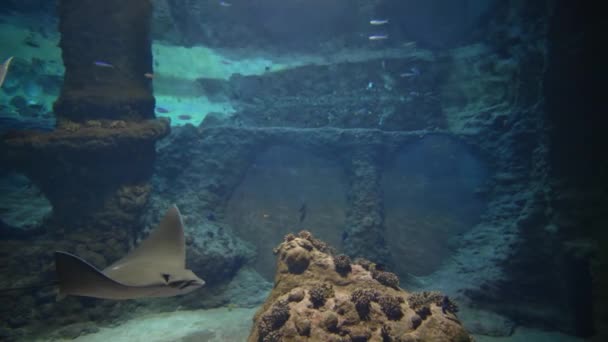 Prachtige onderwaterwereld, waterdieren zwemmen in groot aquarium — Stockvideo