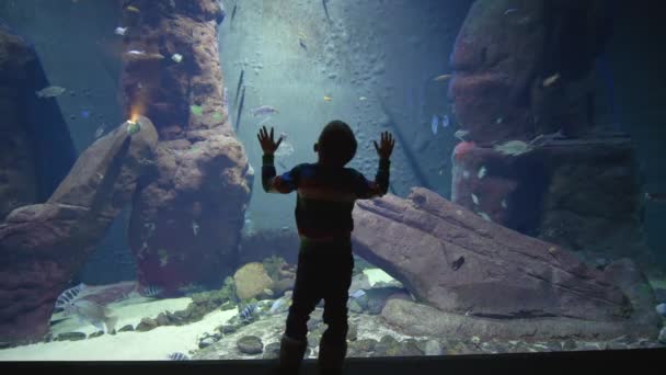 Niño mira el hermoso mundo submarino con muchos peces diferentes que nadan en un acuario — Vídeos de Stock