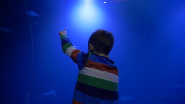 Niño niño estudia mundo submarino y ver los peces que nadan en el acuario azul grande — Vídeos de Stock