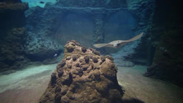 Calambre-pez flota bajo el agua en acuario grande en parque marino — Vídeos de Stock