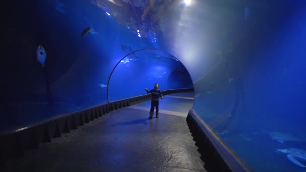 Niño curioso camina en el túnel del acuario y explora la belleza del mar y sus habitantes detrás del cristal de un enorme oceanario — Vídeo de stock