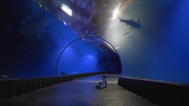 Любопытный маленький мальчик ползает в аквариумном туннеле и смотрит на подводный мир — стоковое видео