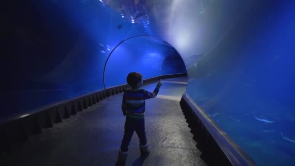 Curioso niño turista en el túnel del acuario admira admirablemente diferentes peces que nadan en el agua — Vídeo de stock
