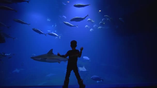 Peces ecsotic nadan en el acuario, niño admirablemente mira el mundo submarino en el zoológico — Vídeos de Stock