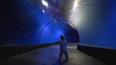 akvaryum tünelinde ilk bebek adımları, küçük çocuk yürür ve merakla sualtı dünyasına bakar