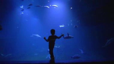 küçük çocuk büyük bir oceanarium cam arkasında deniz ve sakinlerinin güzelliği araştırıyor