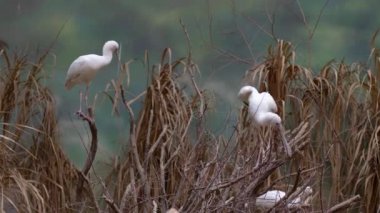 ağaç üzerinde birçok beyaz kaşıkgaga kuşlar, uzun bacaklı aynak kuş aynak ve spoonbill aile